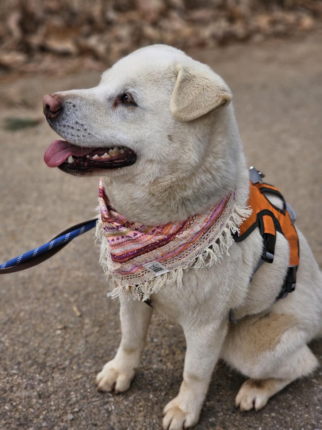 Polar Bear, an adoptable Labrador Retriever, Jindo in Duluth, GA, 30097 | Photo Image 3