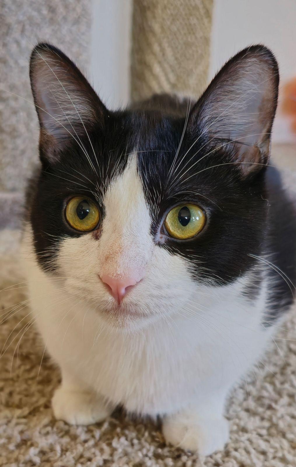 Tom, Adoptable, Young Male Domestic Short Hair.