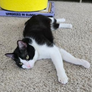 Tom, Adoptable, Young Male Domestic Short Hair.