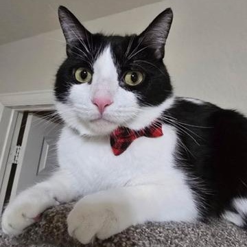 Tom, Adoptable, Young Male Domestic Short Hair.