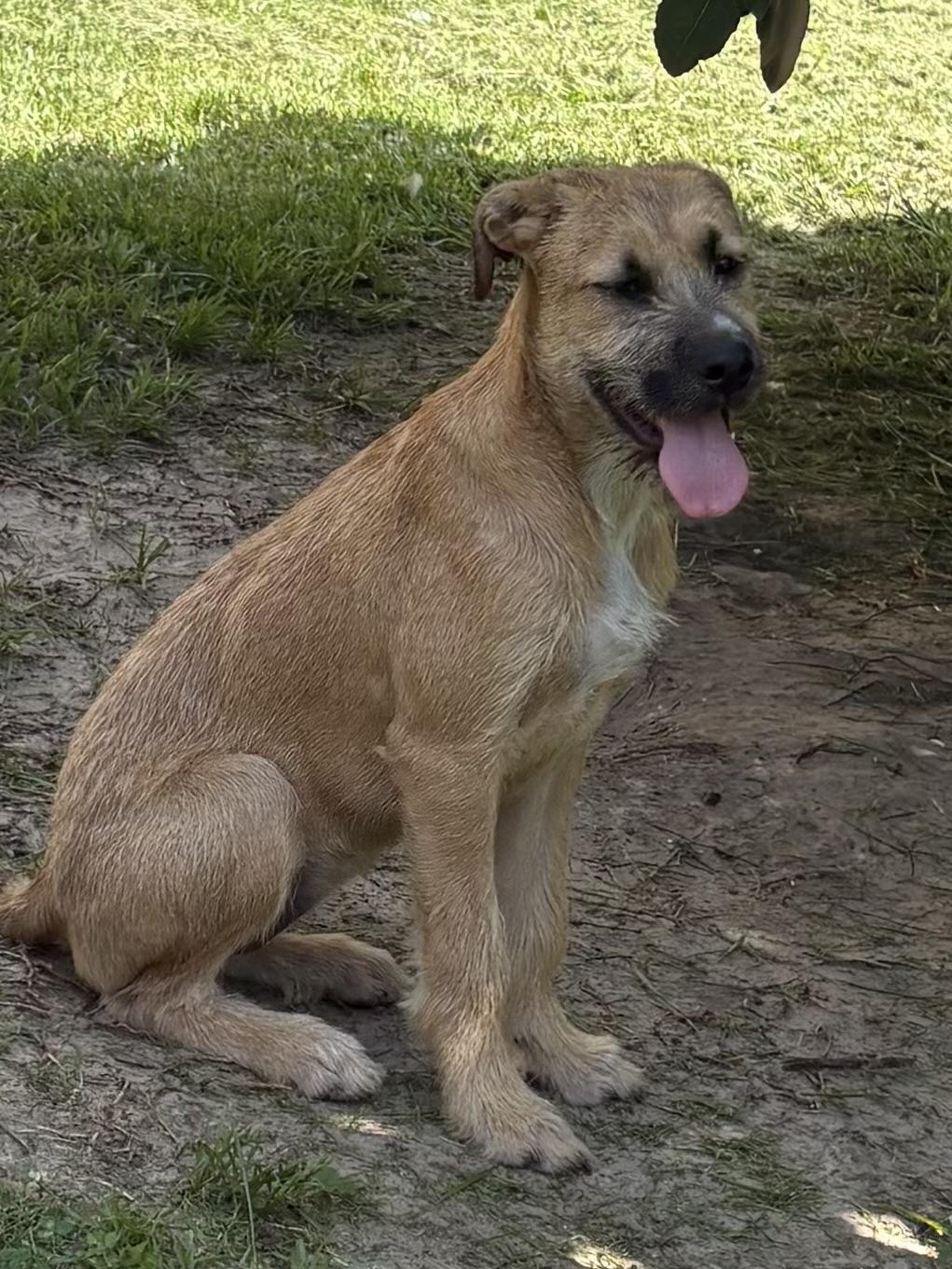 Enlarge Nutella - will be at Always Await event Nov.7, a Adoptable mixed breed in Warwick, RI image 4/6