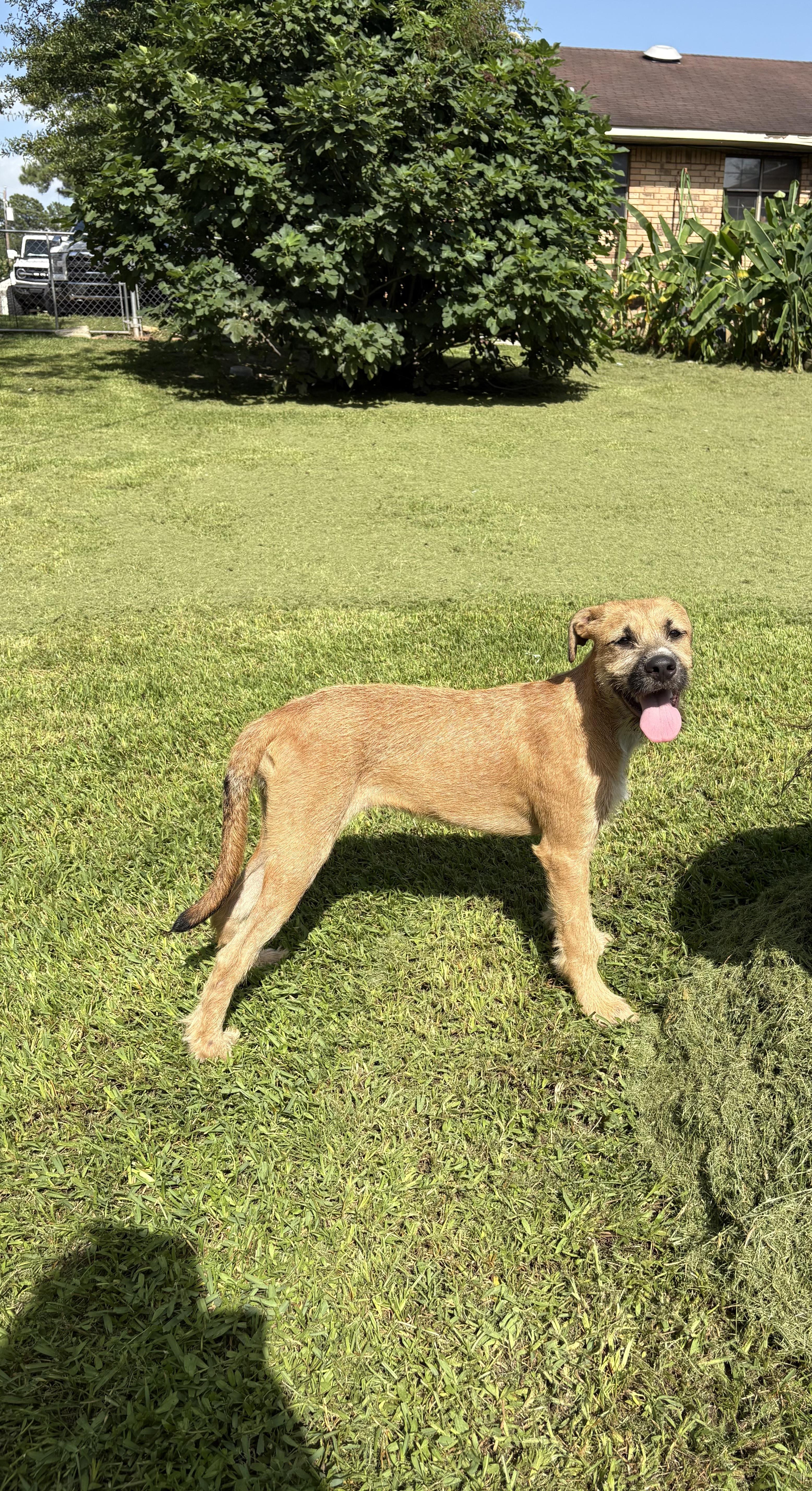 Enlarge Nutella - will be at Always Await event Nov.7, a Adoptable mixed breed in Warwick, RI image 2/6