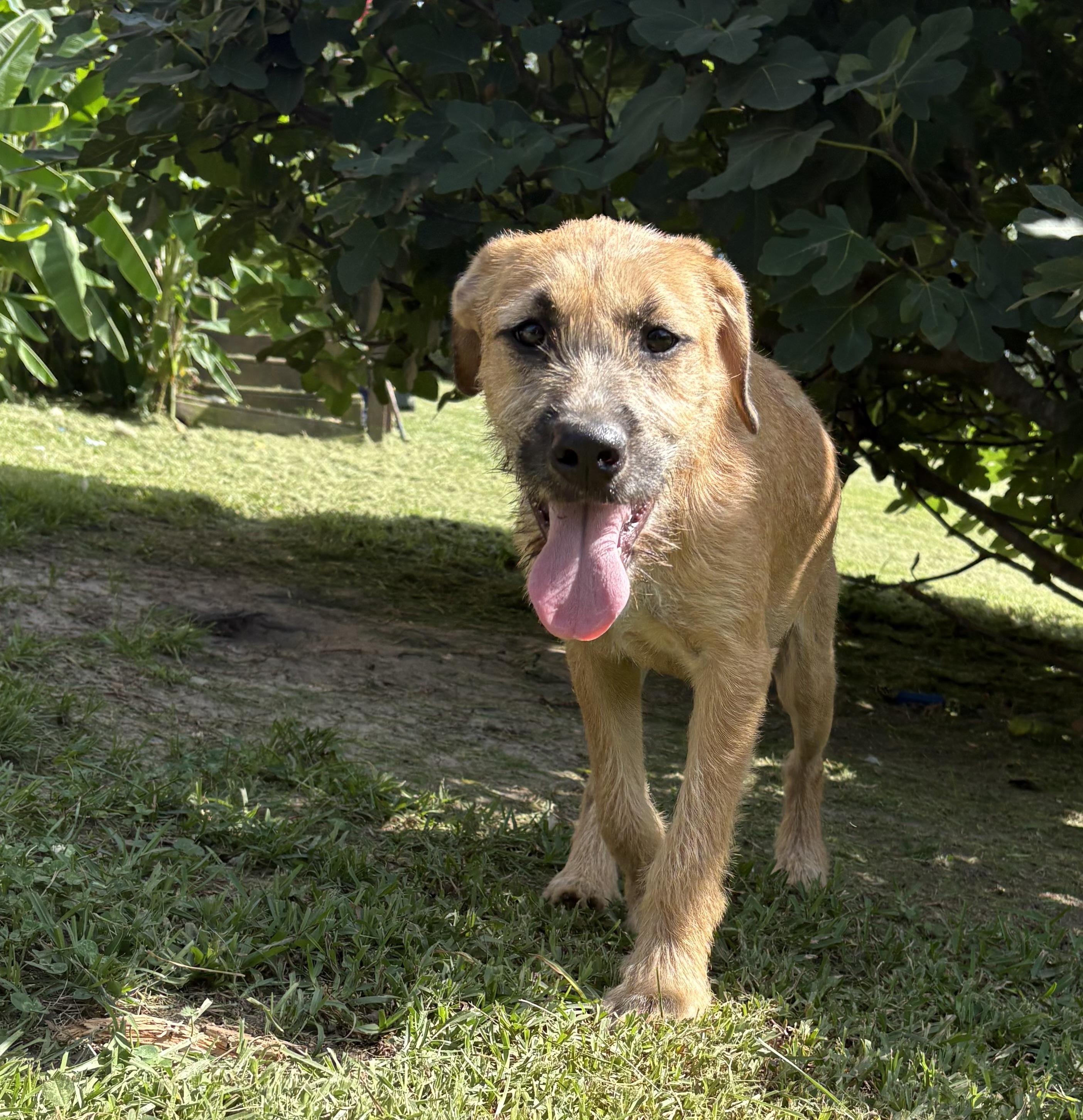 Enlarge Nutella - will be at Always Await event Nov.7, a Adoptable mixed breed in Warwick, RI image 5/6