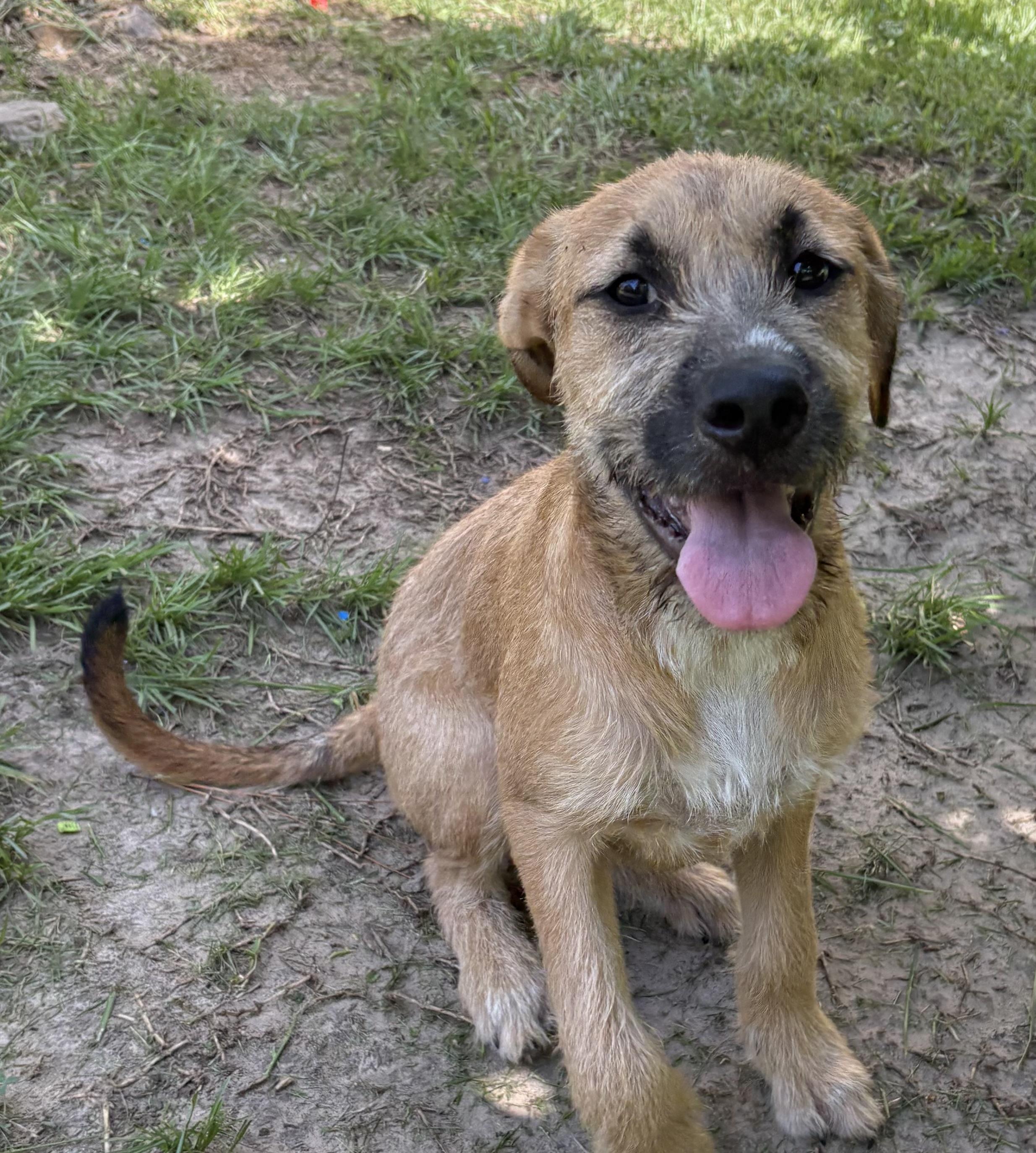 Enlarge Nutella - will be at Always Await event Nov.7, a Adoptable mixed breed in Warwick, RI image 6/6