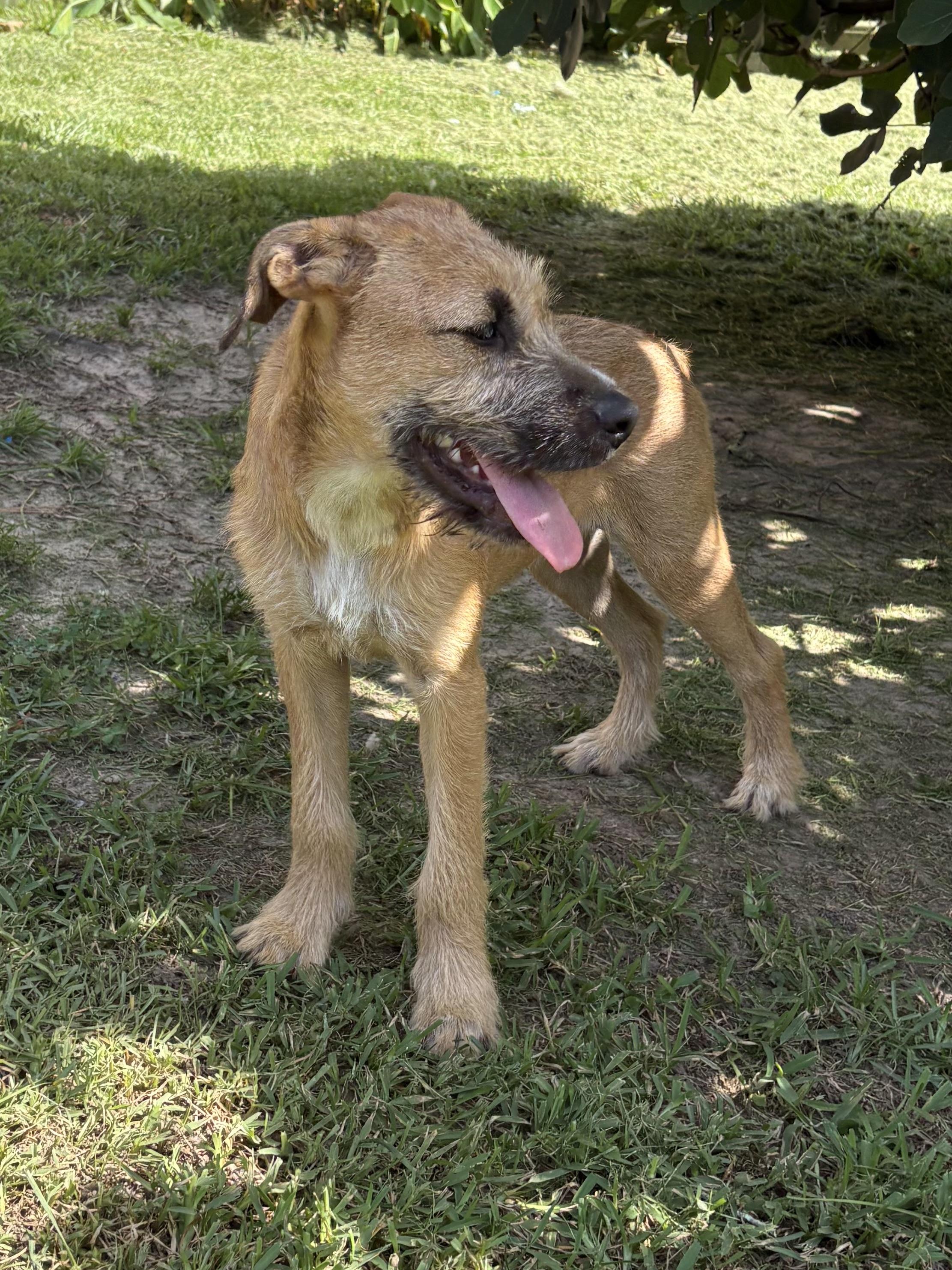 Enlarge Nutella - will be at Always Await event Nov.7, a Adoptable mixed breed in Warwick, RI image 3/6