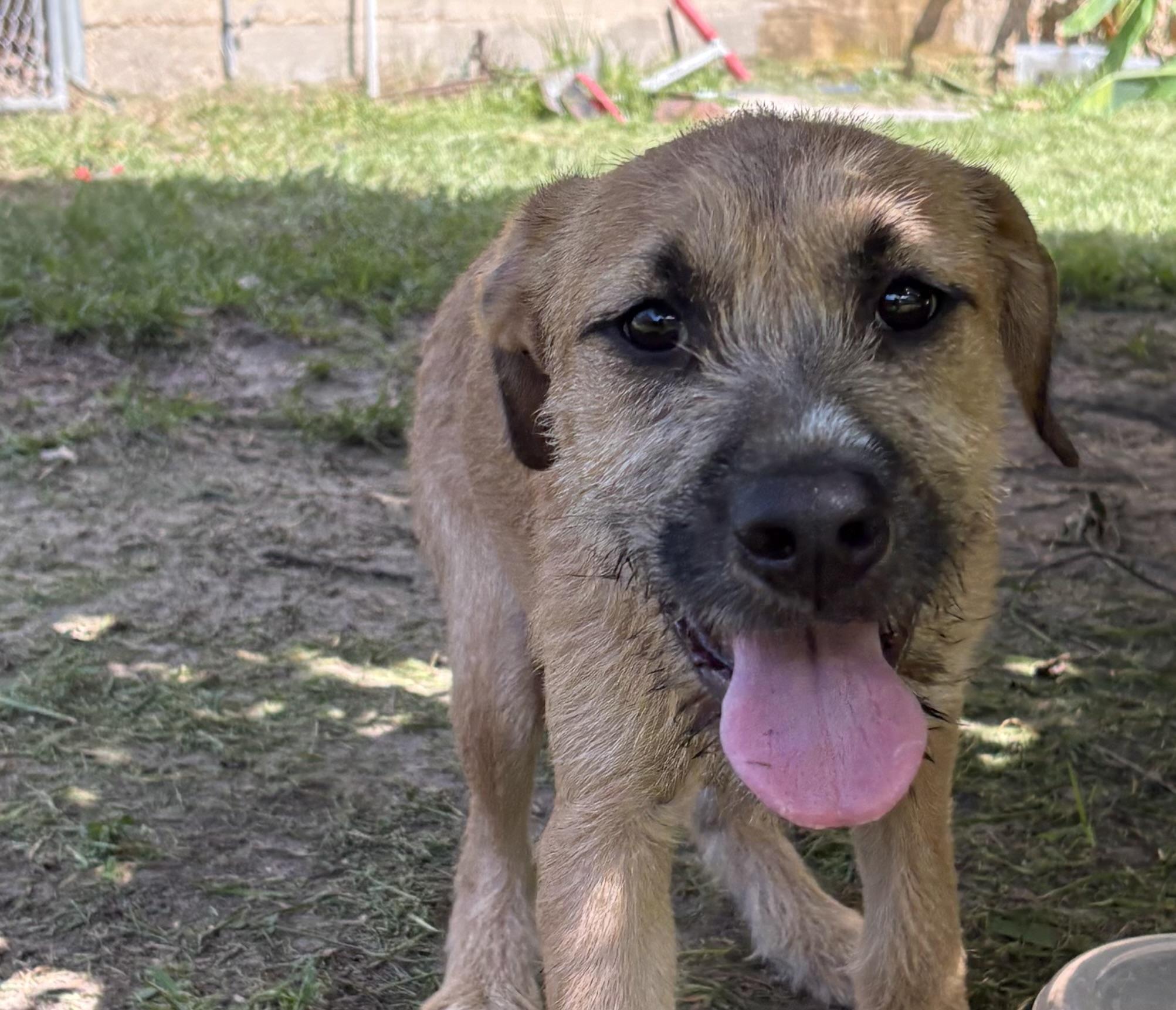 Enlarge Nutella - will be at Always Await event Nov.7, a Adoptable mixed breed in Warwick, RI image 1/6