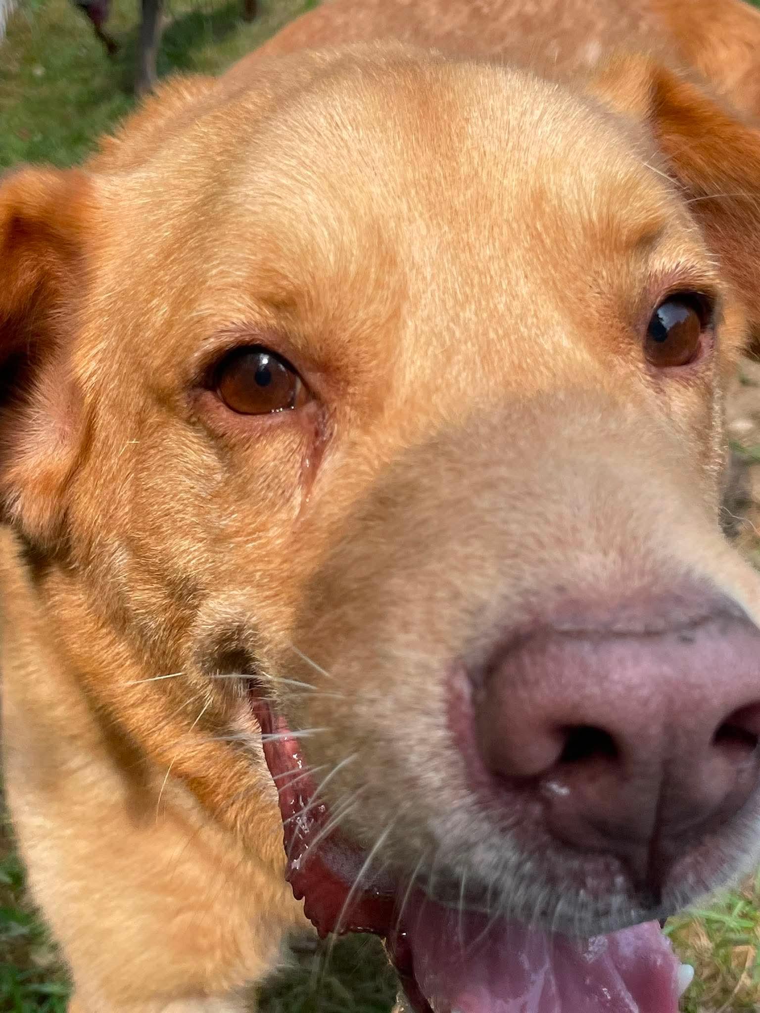Enlarge Jake, a Adoptable mixed breed in Wheelersburg, OH image 4/5