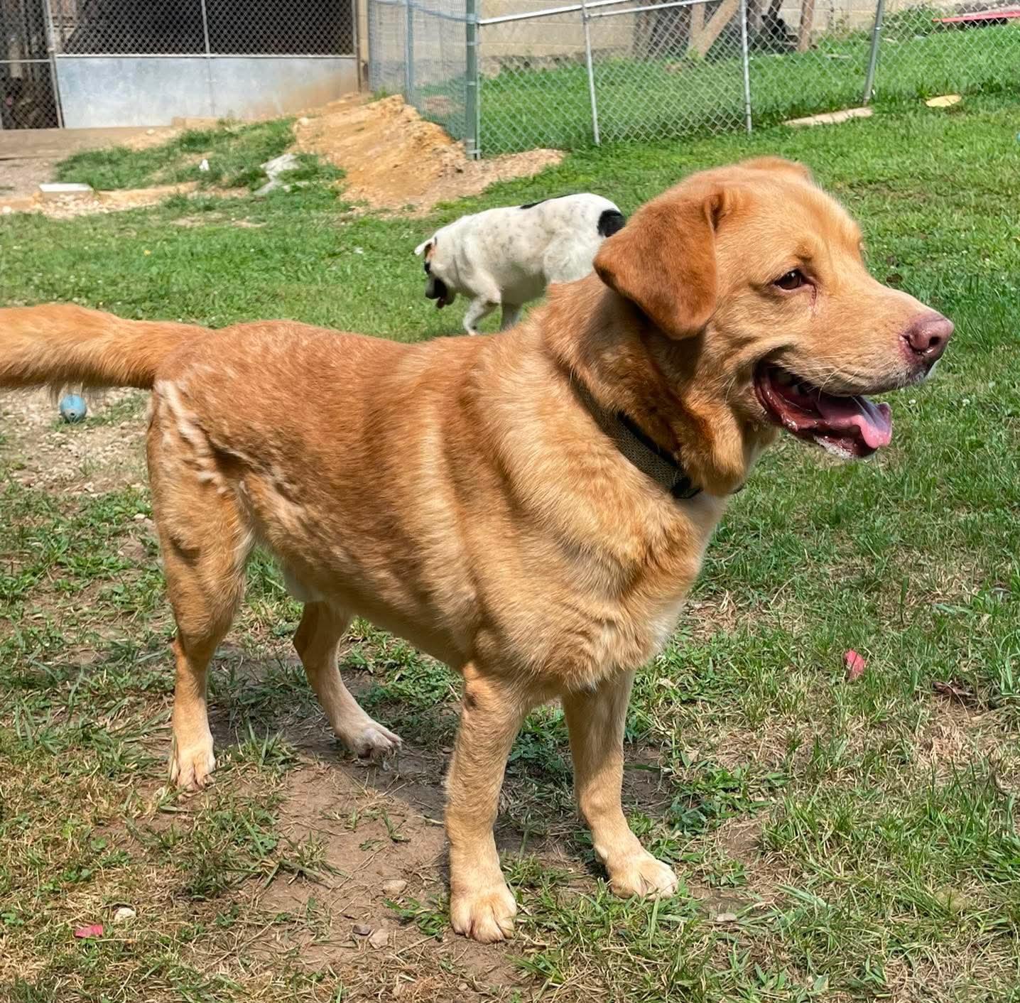 Jake, Adoptable, Adult Male Yellow Labrador Retriever & Golden Retriever.