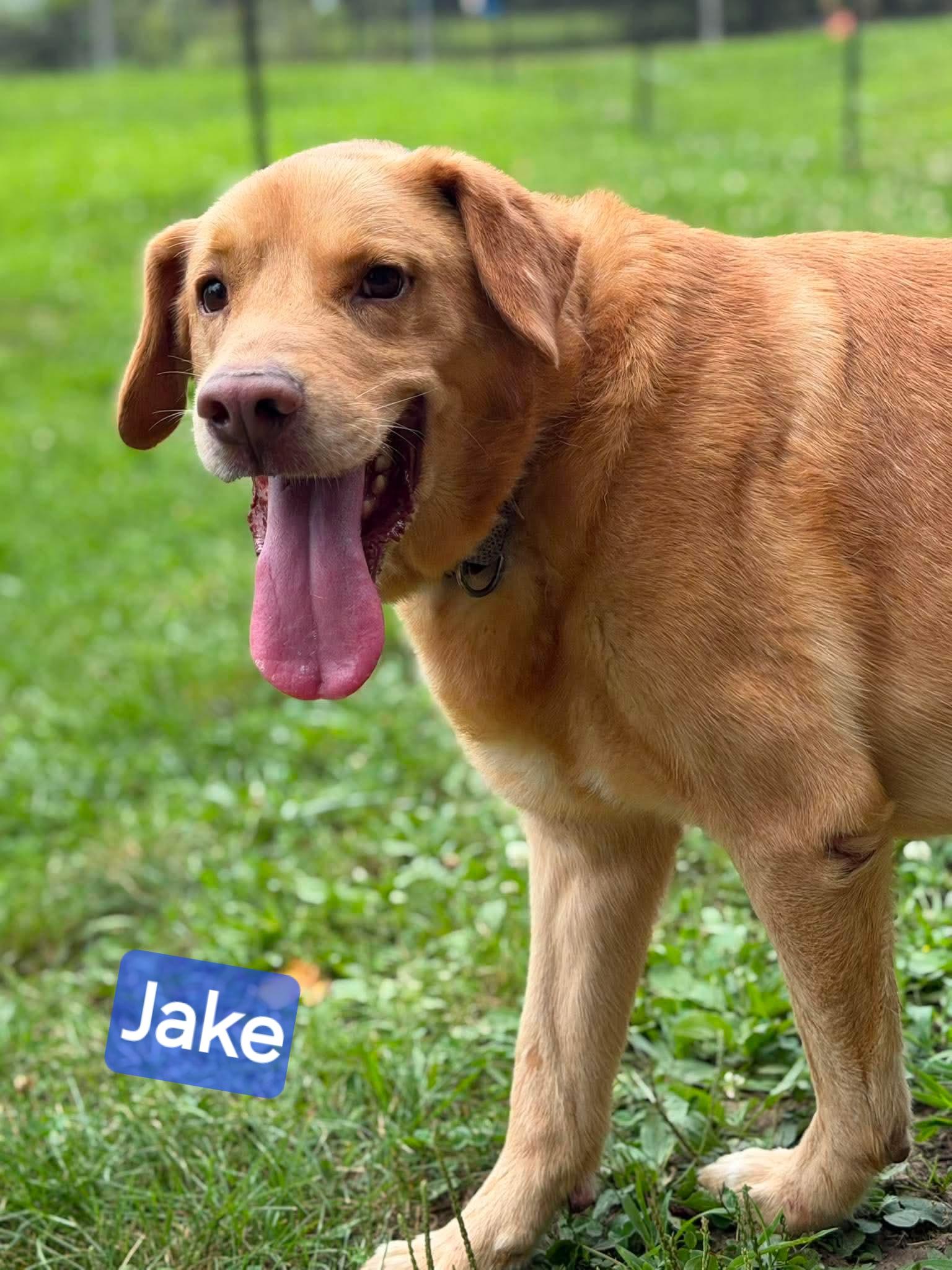 Enlarge Jake, a Adoptable mixed breed in Wheelersburg, OH image 5/5