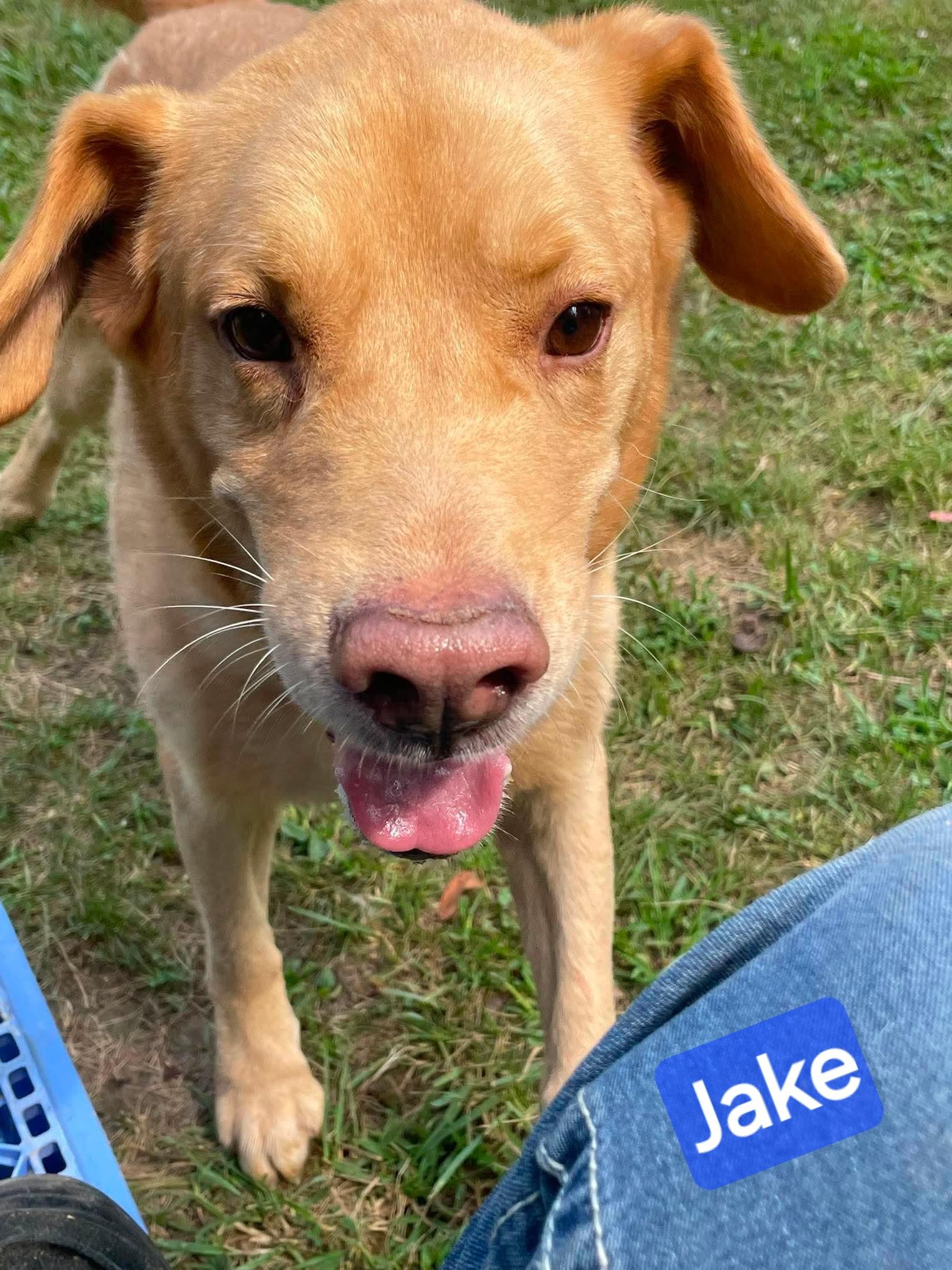Enlarge Jake, a Adoptable mixed breed in Wheelersburg, OH image 2/5