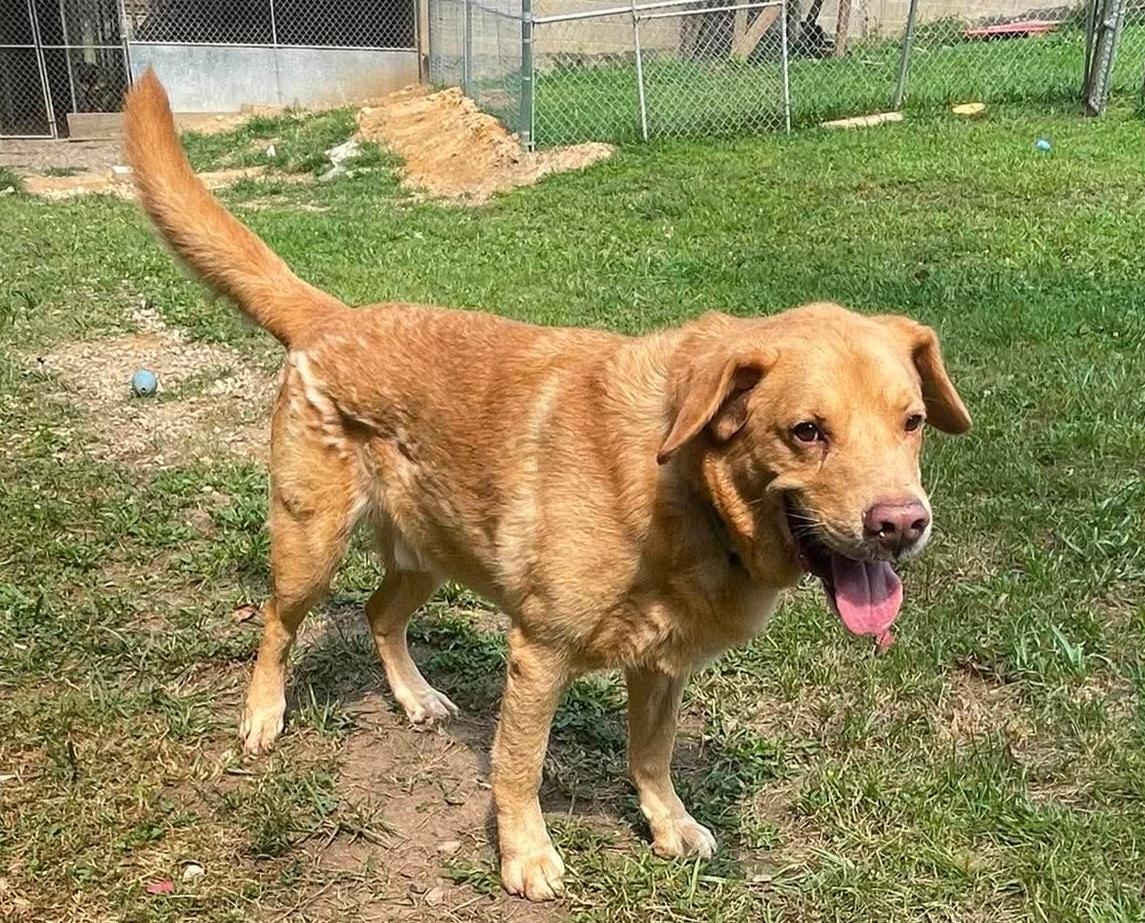 Enlarge Jake, a Adoptable mixed breed in Wheelersburg, OH image 3/5