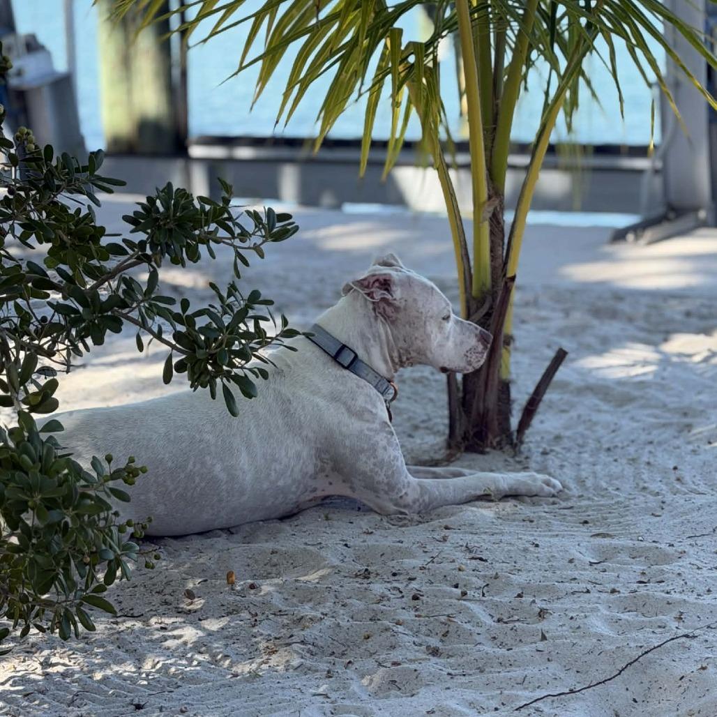 Lyla Juliet, Adoptable, Adult Female Terrier.