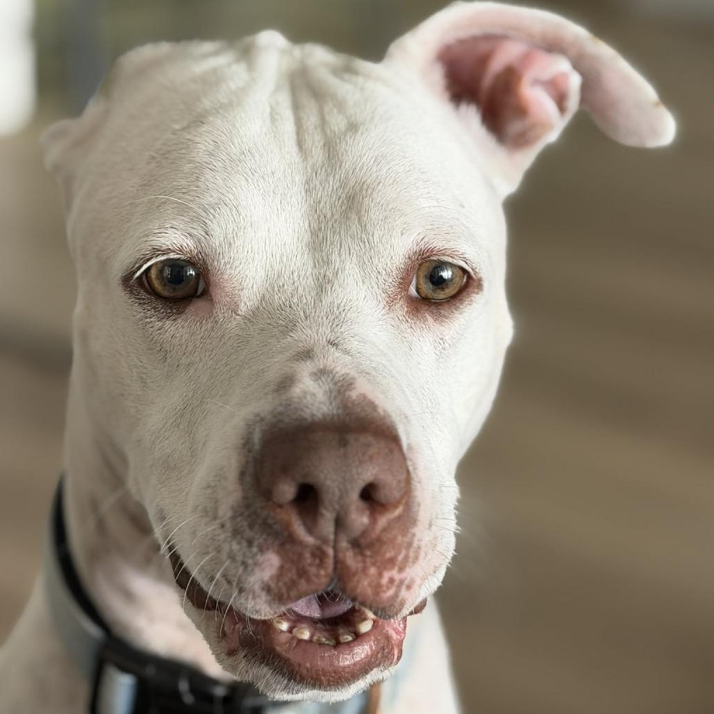 Enlarge Lyla Juliet, a Adoptable mixed breed in Fort Lauderdale, FL image 3/6