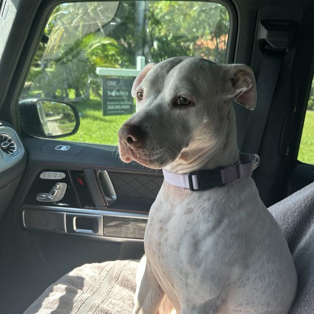 Enlarge Lyla Juliet, a Adoptable mixed breed in Fort Lauderdale, FL image 4/6