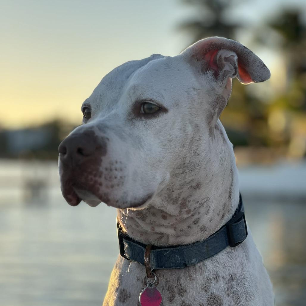 Enlarge Lyla Juliet, a Adoptable mixed breed in Fort Lauderdale, FL image 5/6