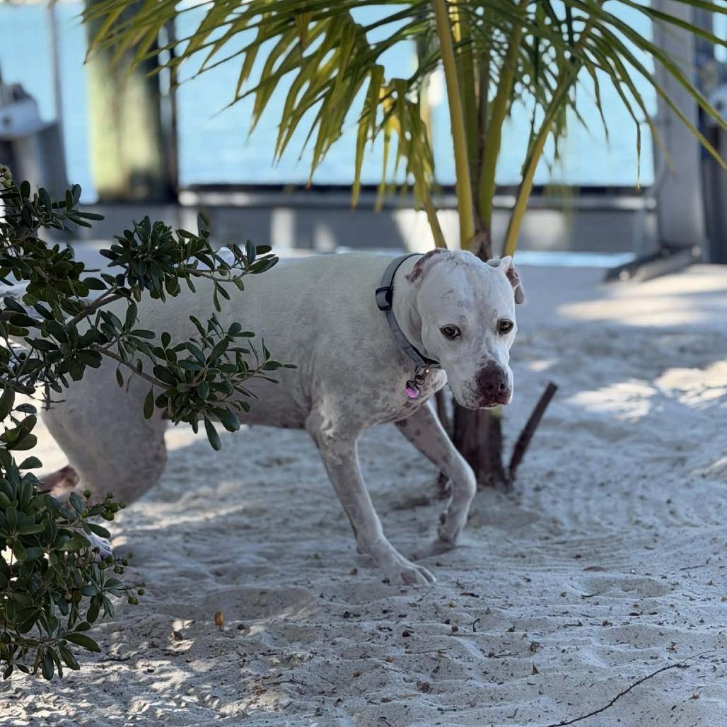 Enlarge Lyla Juliet, a Adoptable mixed breed in Fort Lauderdale, FL image 6/6