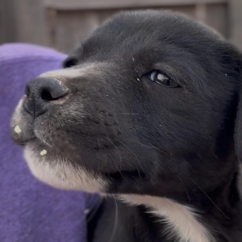 Enlarge Violet, a Adoptable mixed breed in Midland, TX image 1/1