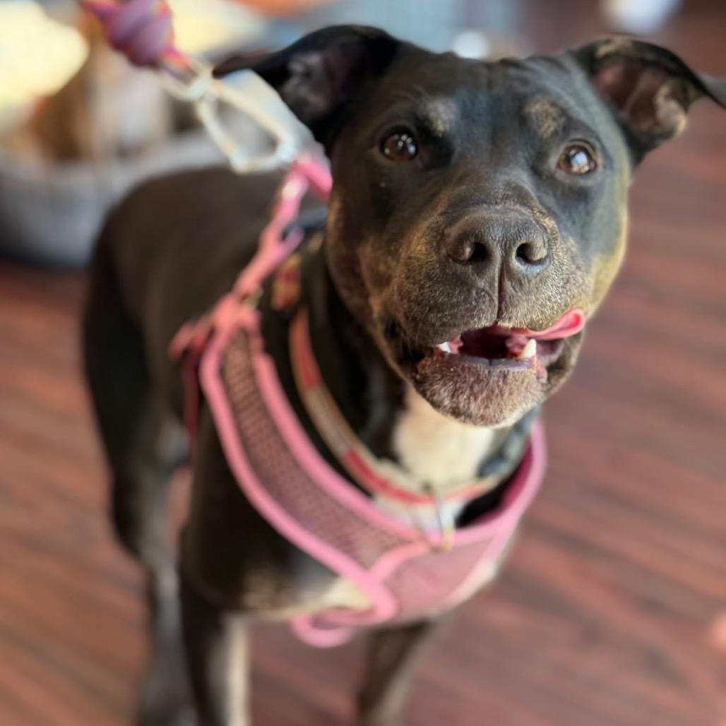 Millie, Adoptable, Adult Female Retriever.