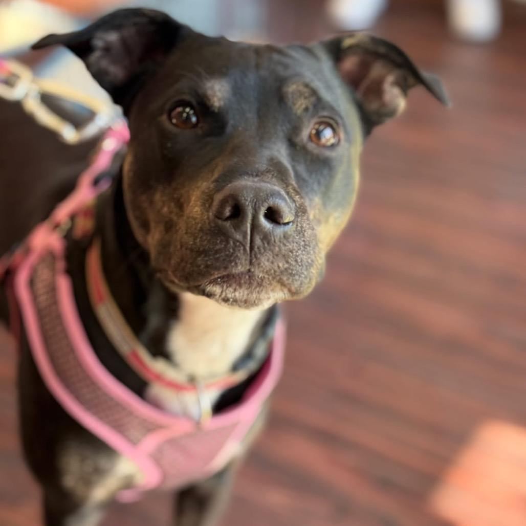 Millie, a Adoptable Retriever in Allen, TX image 2/6