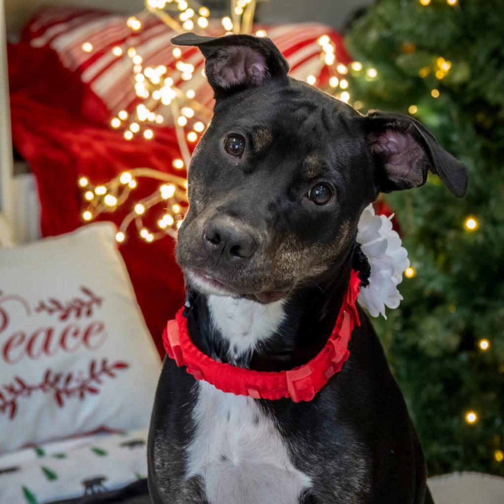 Millie, a Adoptable Retriever in Allen, TX image 3/6