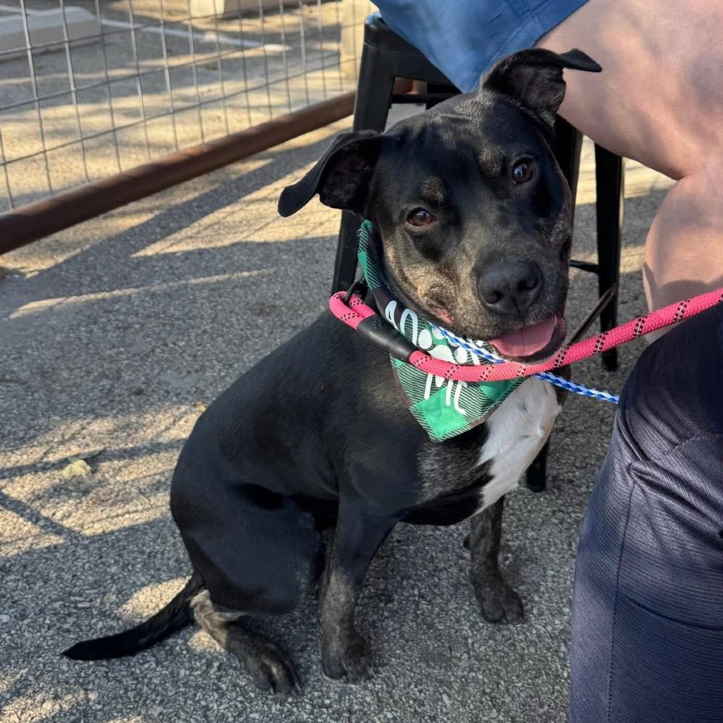 Millie, a Adoptable Retriever in Allen, TX image 4/6