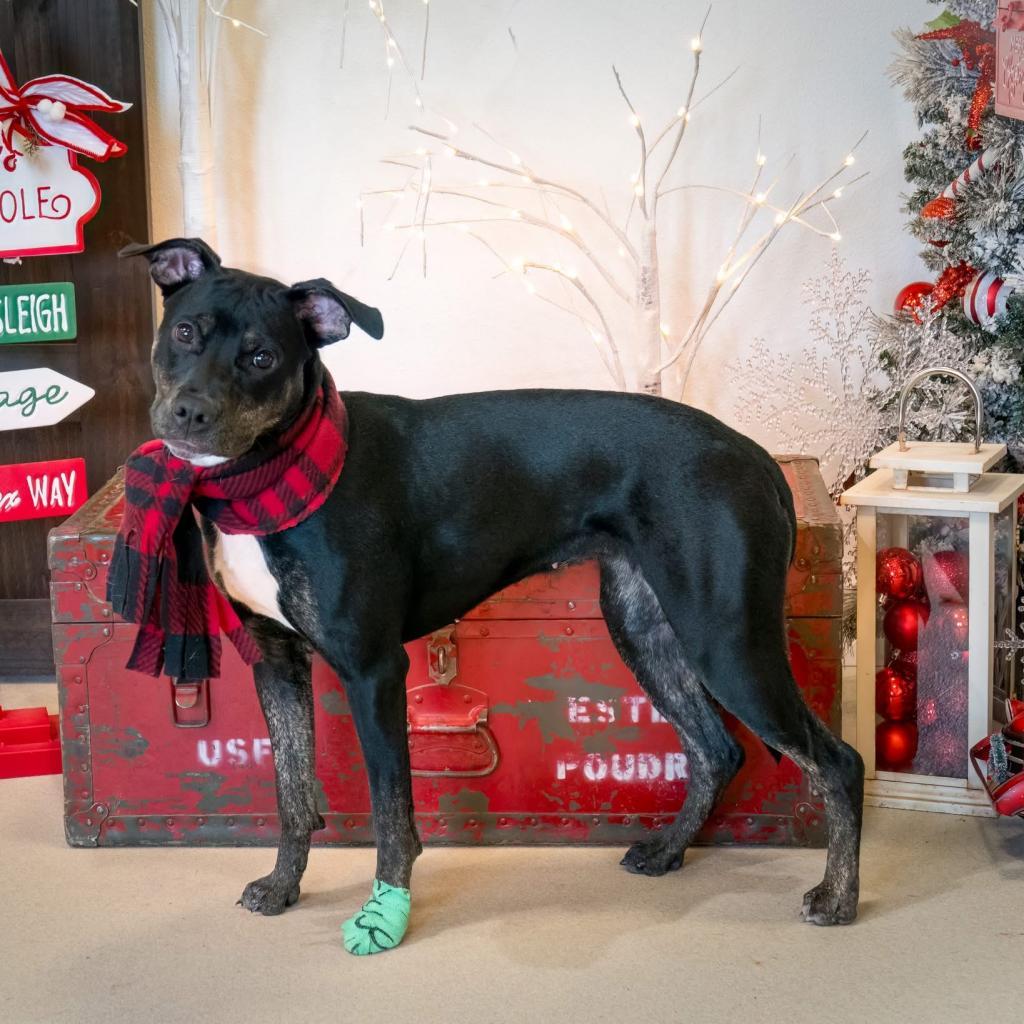 Millie, a Adoptable Retriever in Allen, TX image 5/6