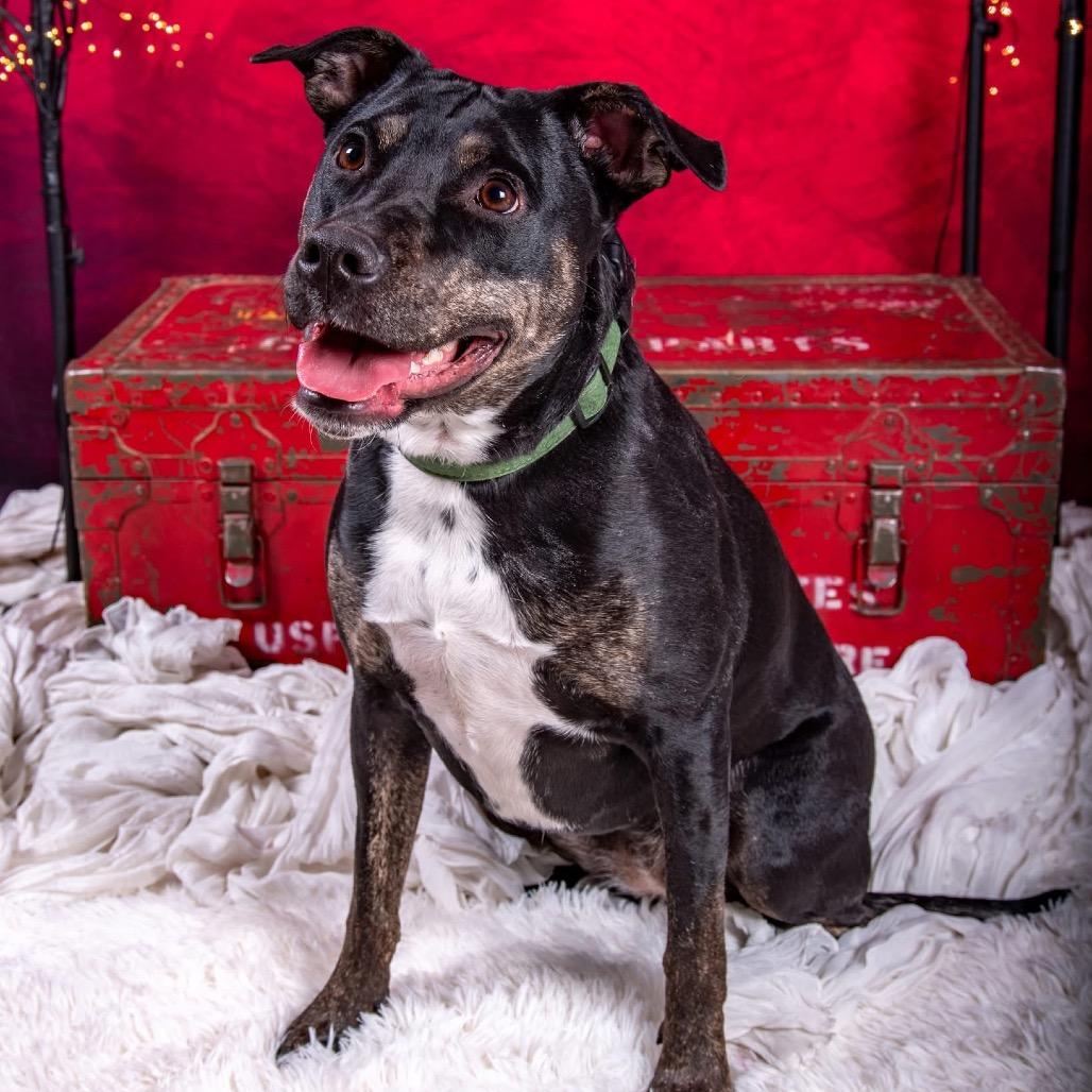 Enlarge Millie, a Adoptable Retriever in Allen, TX image 5/6