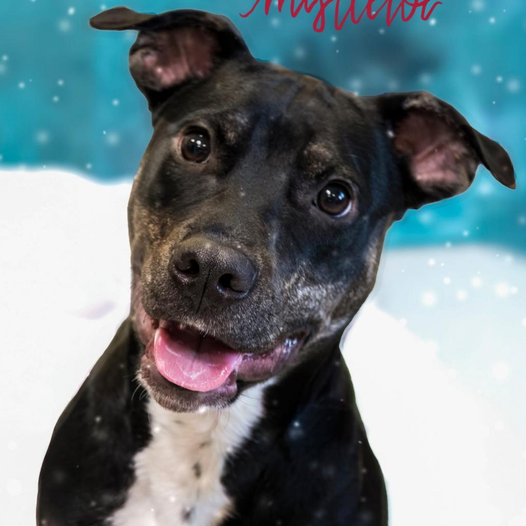 Millie, a Adoptable Retriever in Allen, TX image 6/6