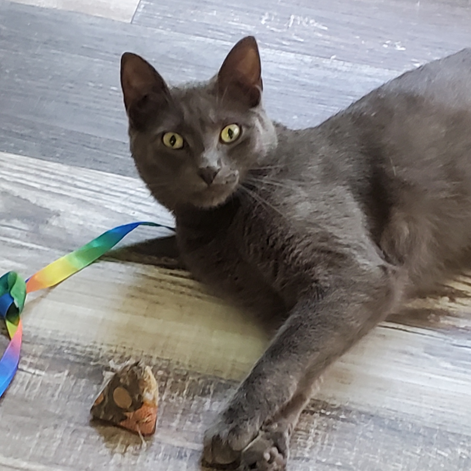 Enlarge Elvis, a Adoptable Domestic Short Hair in Camden, TN image 1/4