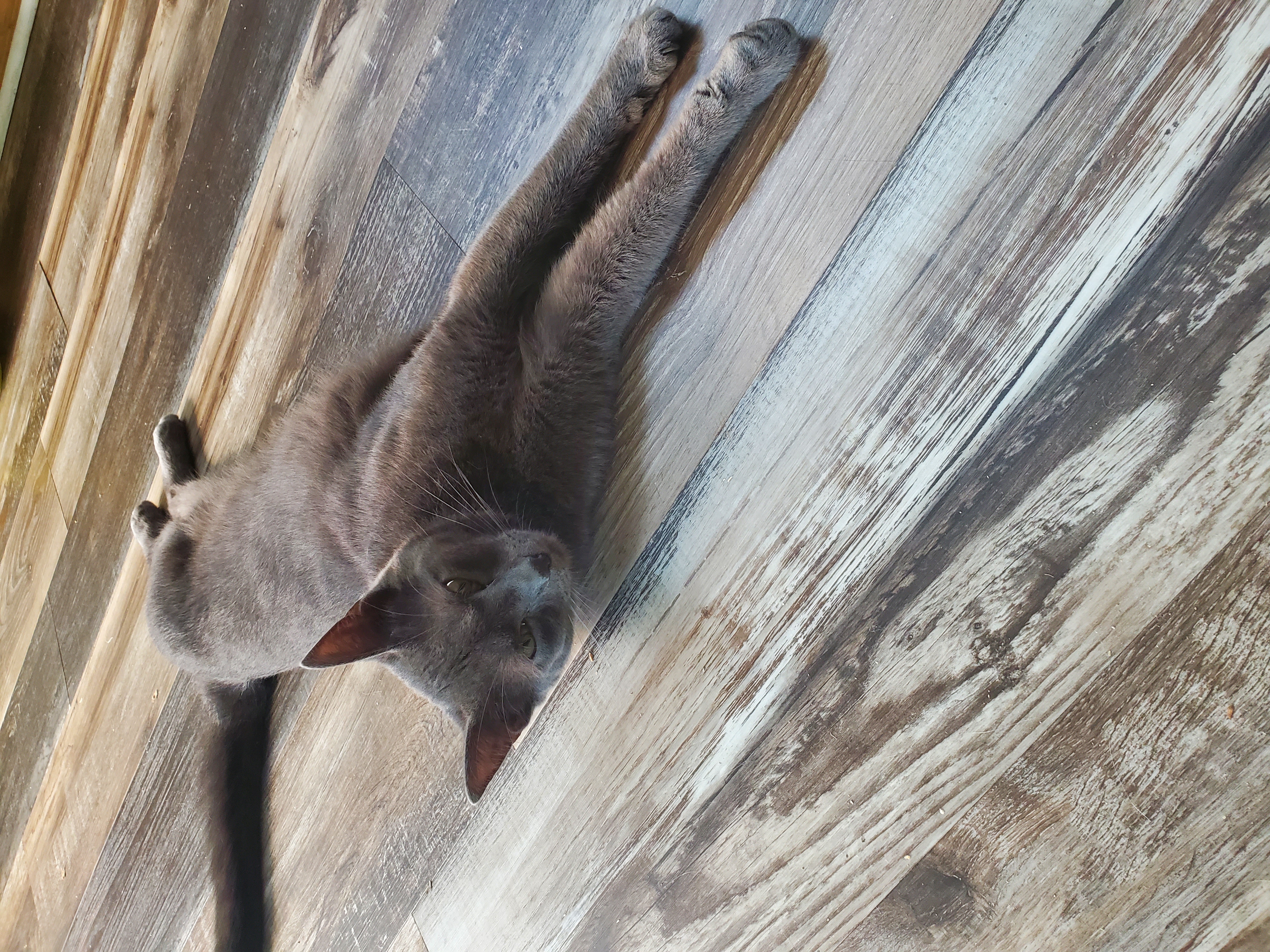 Enlarge Elvis, a Adoptable Domestic Short Hair in Camden, TN image 2/4