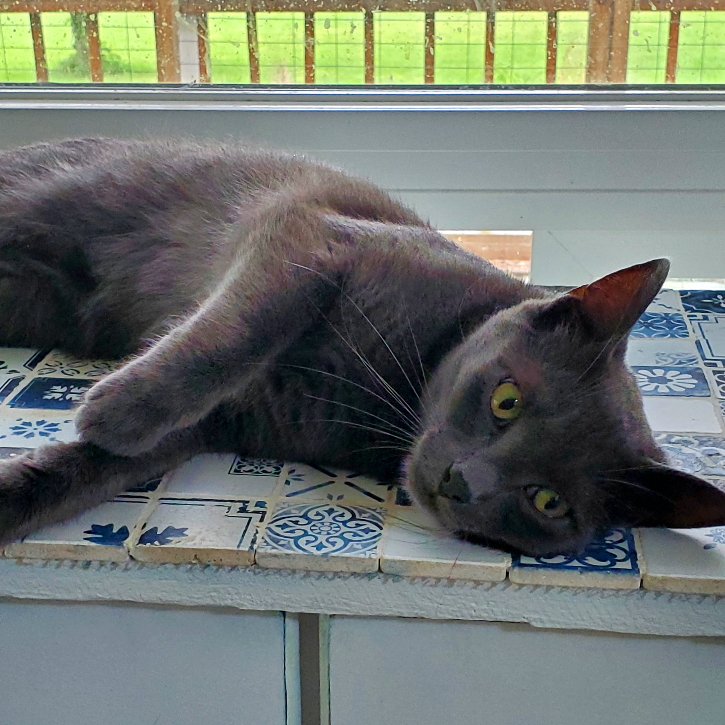 Enlarge Elvis, a Adoptable Domestic Short Hair in Camden, TN image 3/4