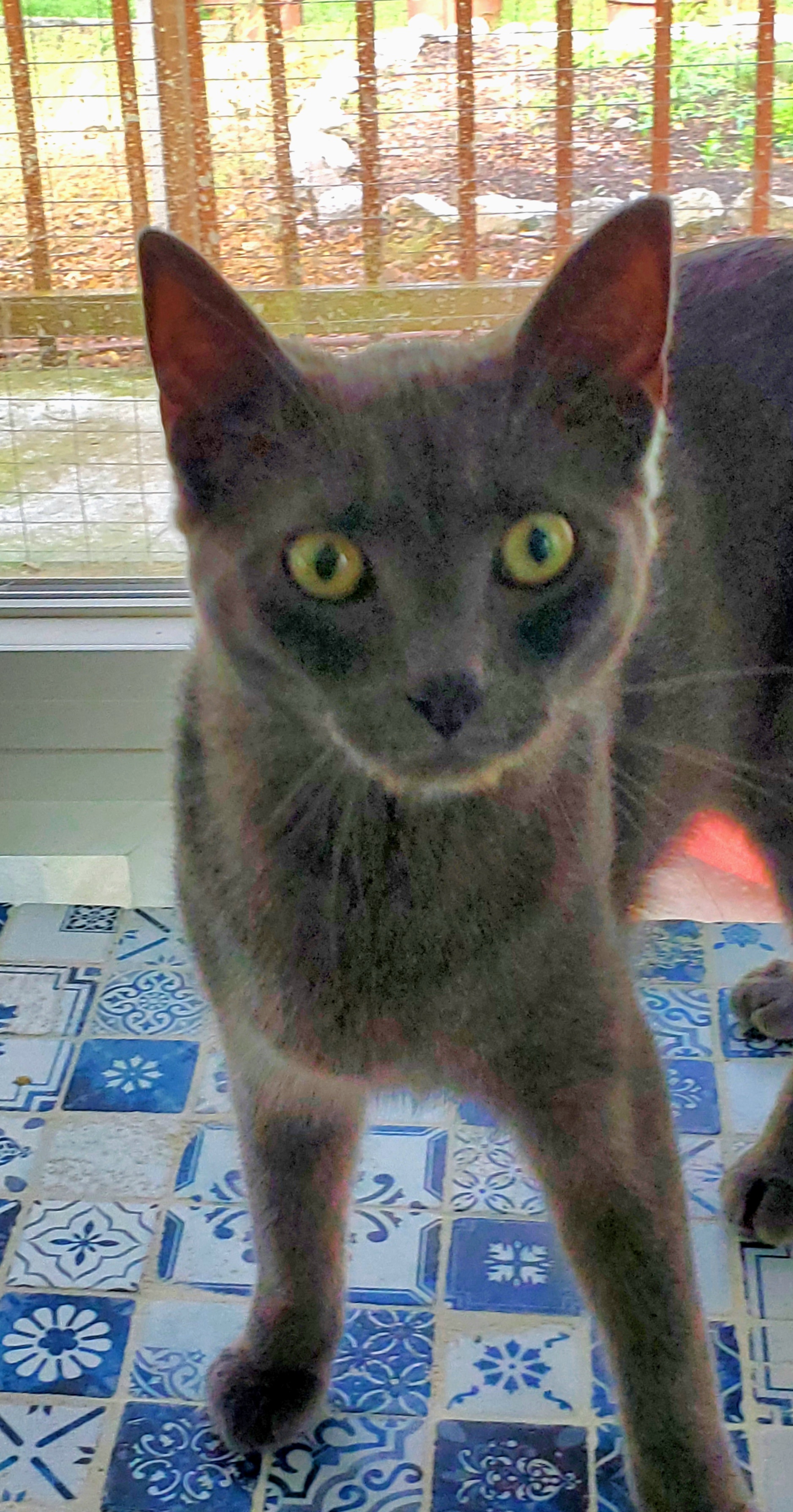 Enlarge Elvis, a Adoptable Domestic Short Hair in Camden, TN image 4/4
