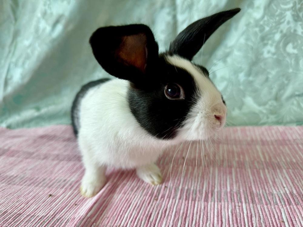 Juliet, Adoptable, Baby Female Dutch.