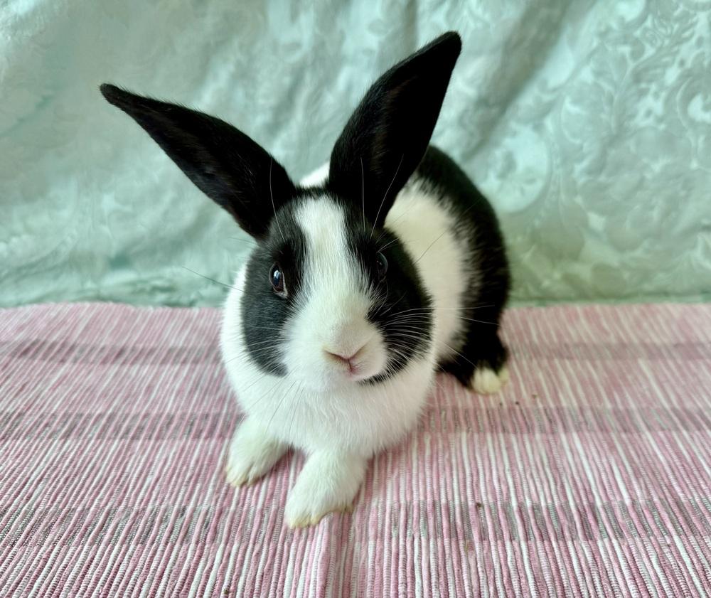 Enlarge Juliet, a Adoptable Dutch in Naples, FL image 2/6