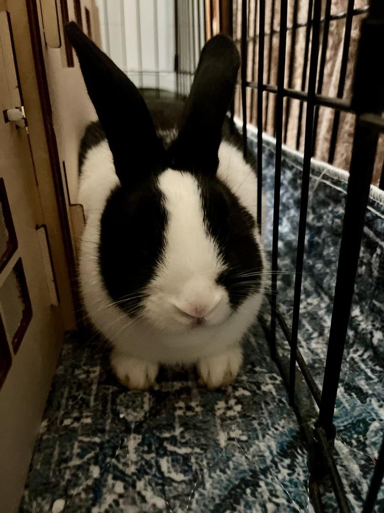 Enlarge Juliet, a Adoptable Dutch in Naples, FL image 3/6