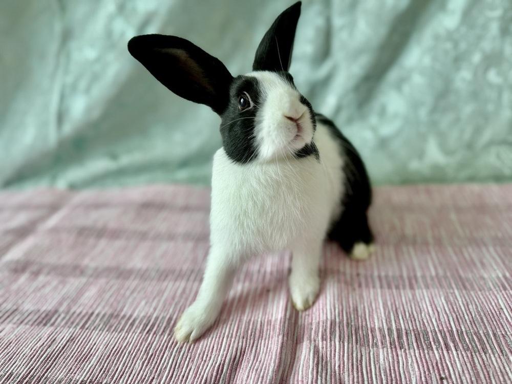 Enlarge Juliet, a Adoptable Dutch in Naples, FL image 4/6