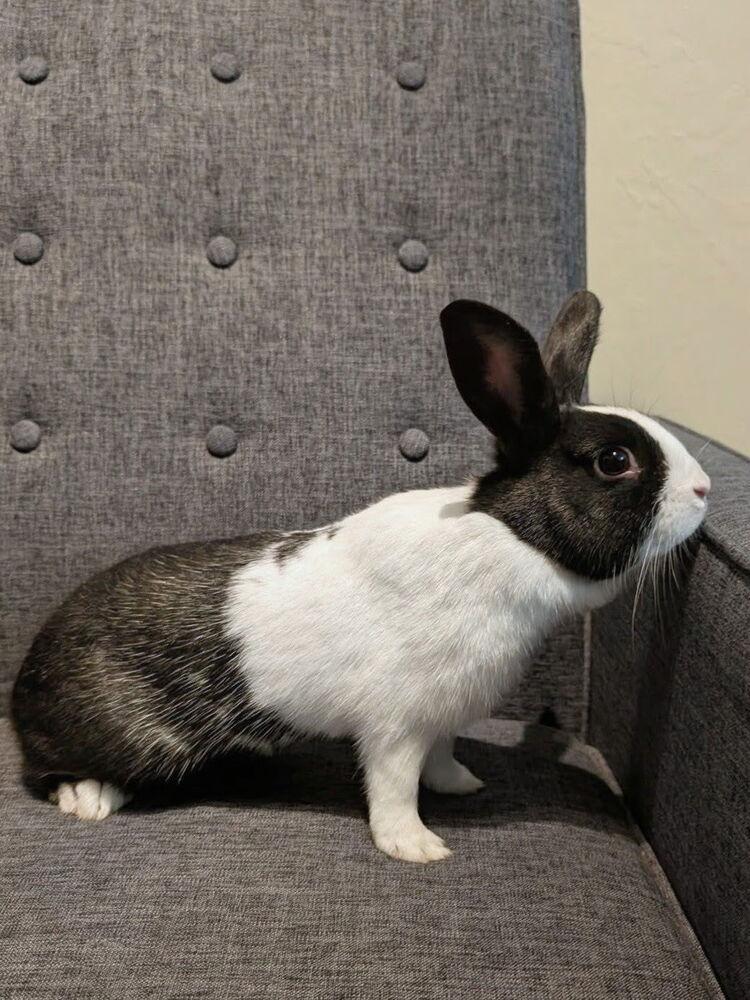 Enlarge Juliet, a Adoptable Dutch in Naples, FL image 5/6