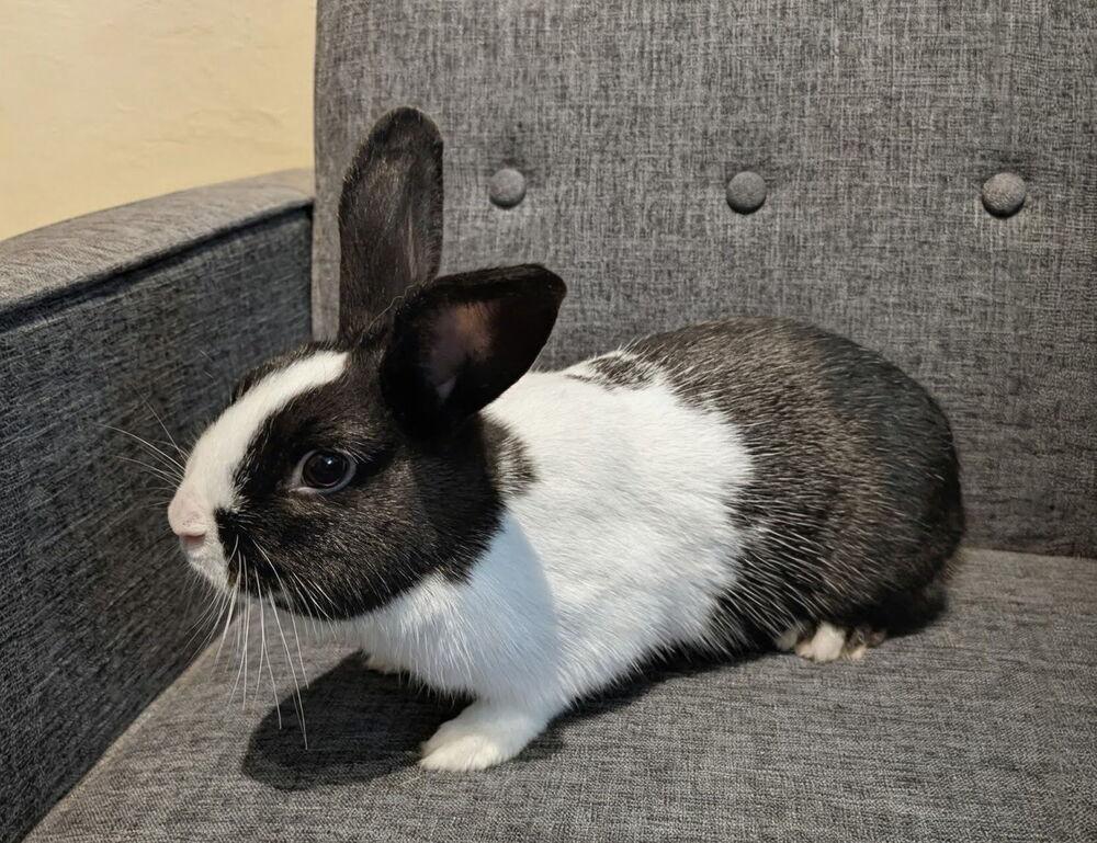 Enlarge Juliet, a Adoptable Dutch in Naples, FL image 6/6