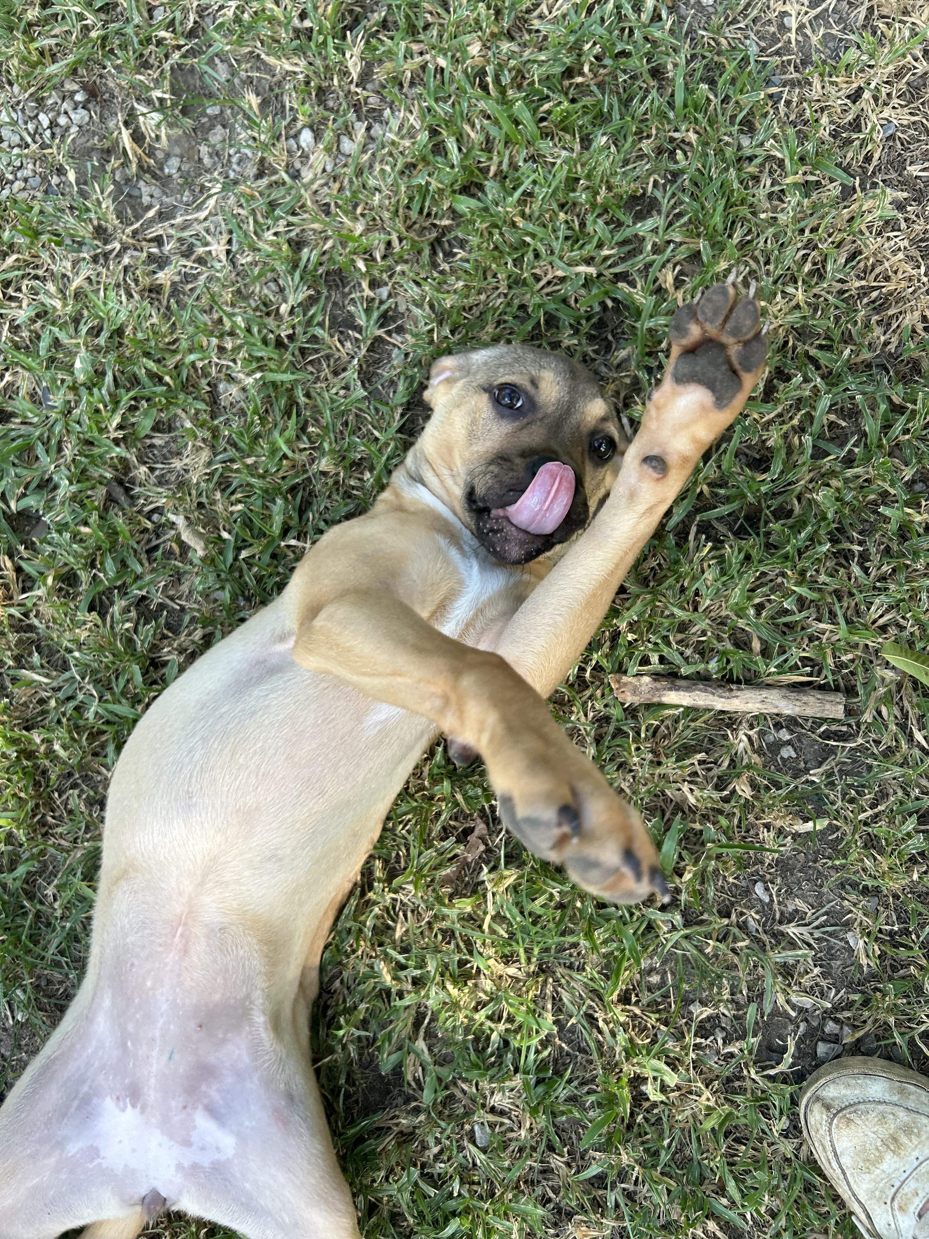 Enlarge Bubblegum, a Adoptable Hound in Baton Rouge, LA image 3/3