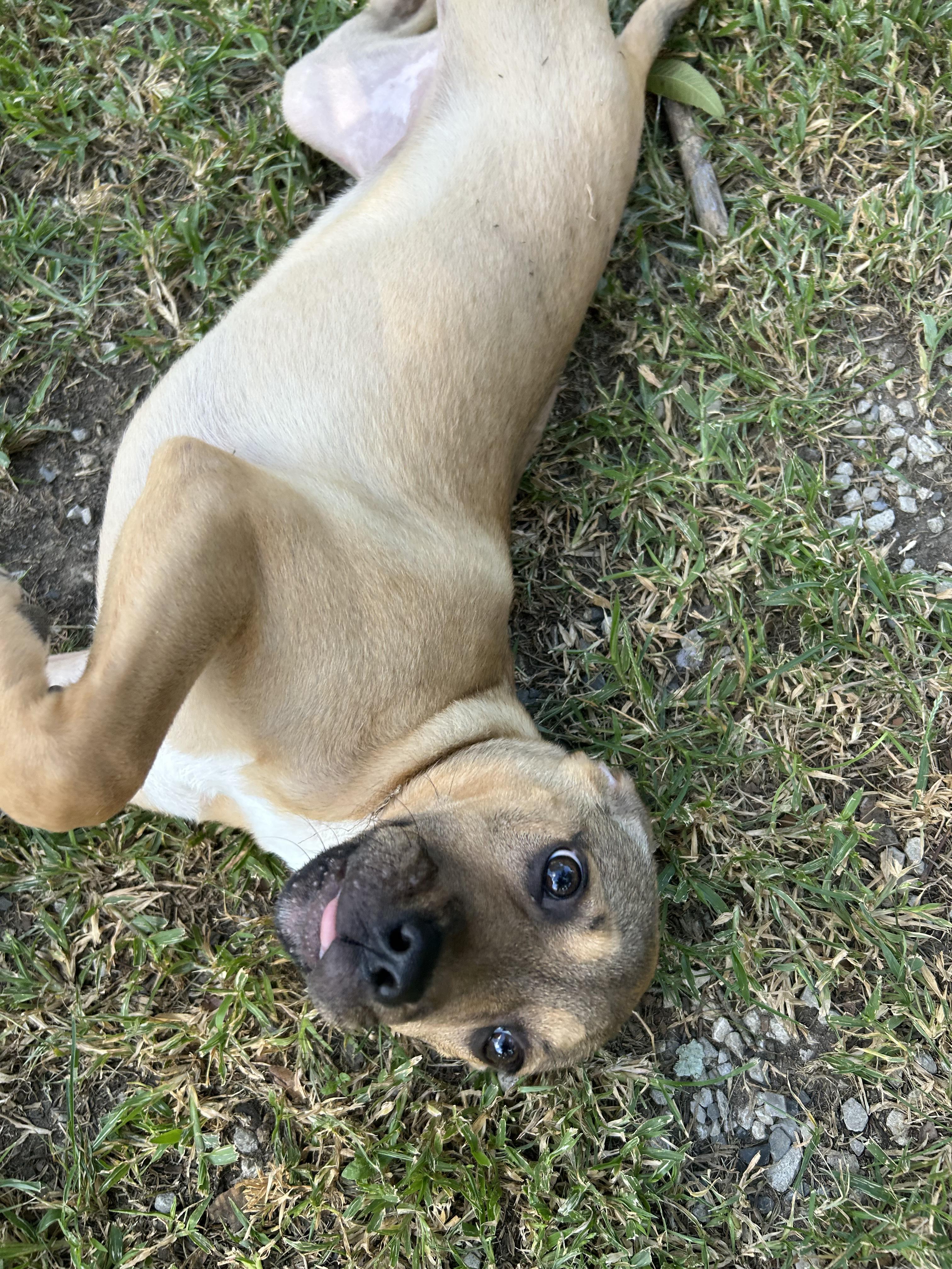 Enlarge Bubblegum, a Adoptable Hound in Baton Rouge, LA image 2/3