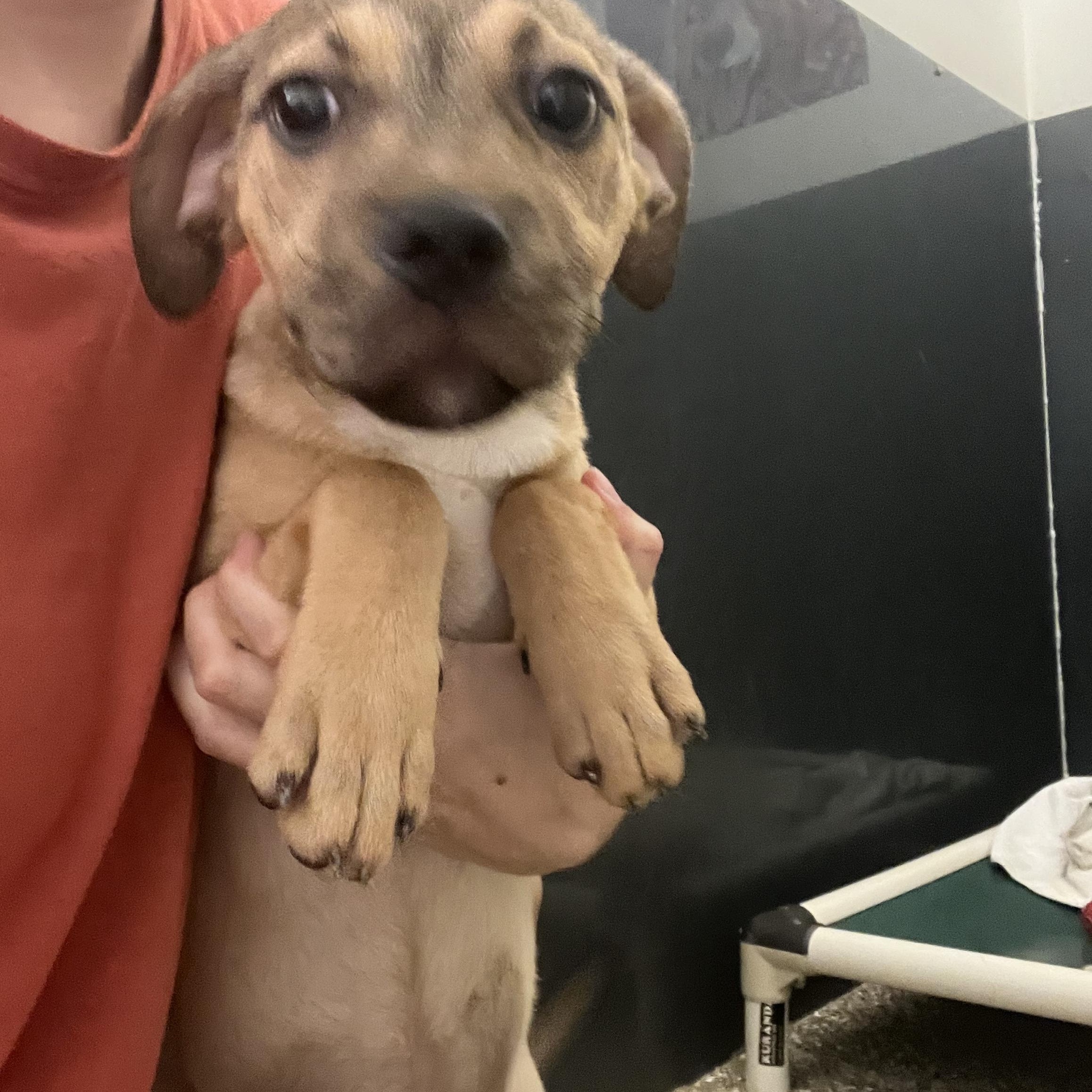Bubblegum, ADOPTABLE, Puppy Female Hound.