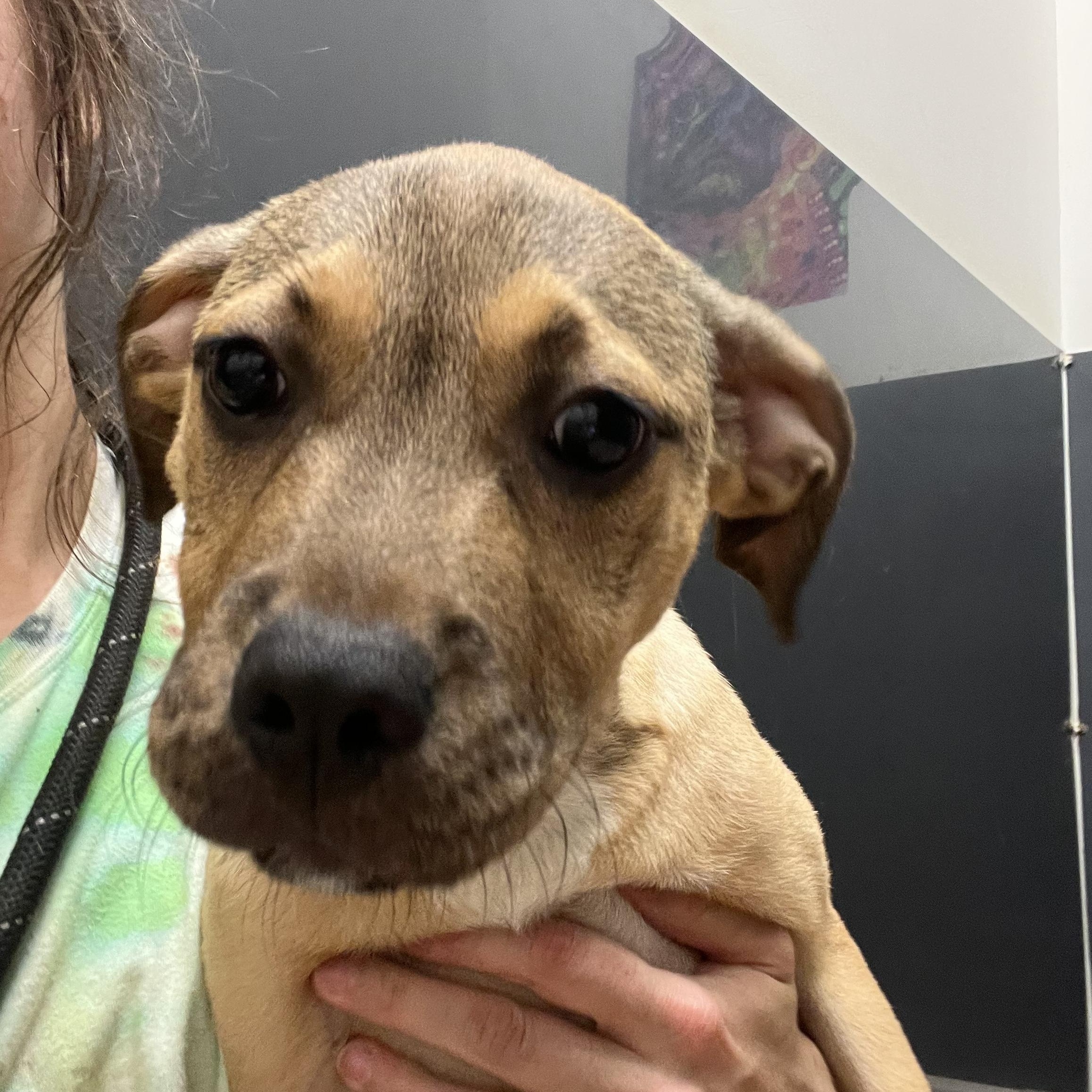 Enlarge Bubblegum, a Adoptable Hound in Baton Rouge, LA image 1/3