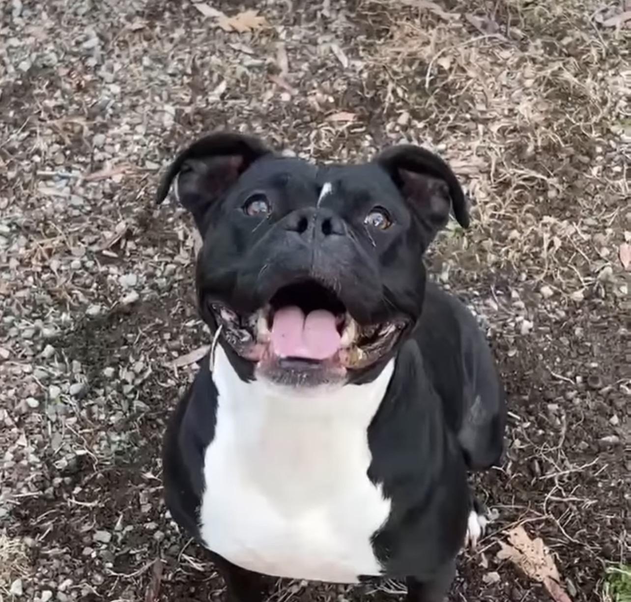 Enlarge Wednesday , a Adoptable mixed breed in Richmond, VA image 4/6