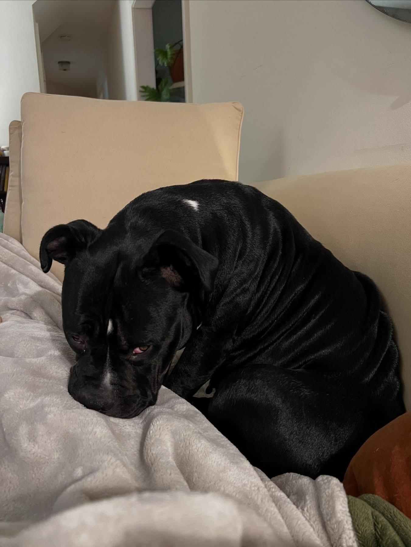 Enlarge Wednesday , a Adoptable mixed breed in Richmond, VA image 5/6