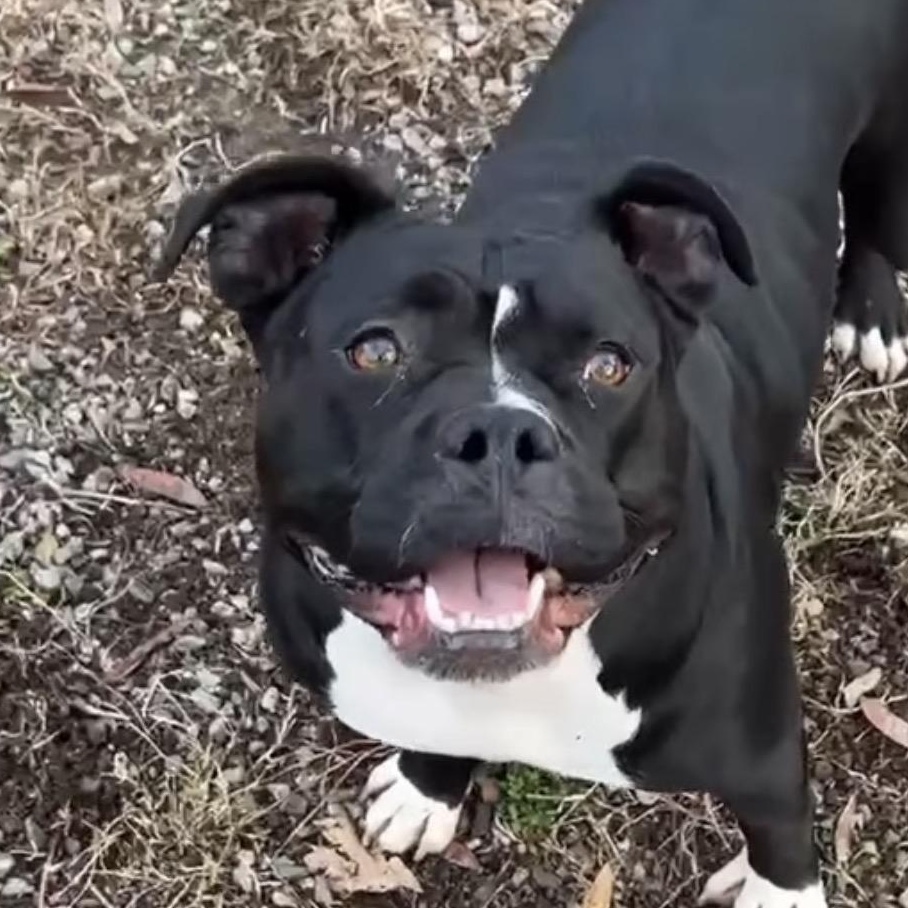 Enlarge Wednesday , a Adoptable mixed breed in Richmond, VA image 1/6