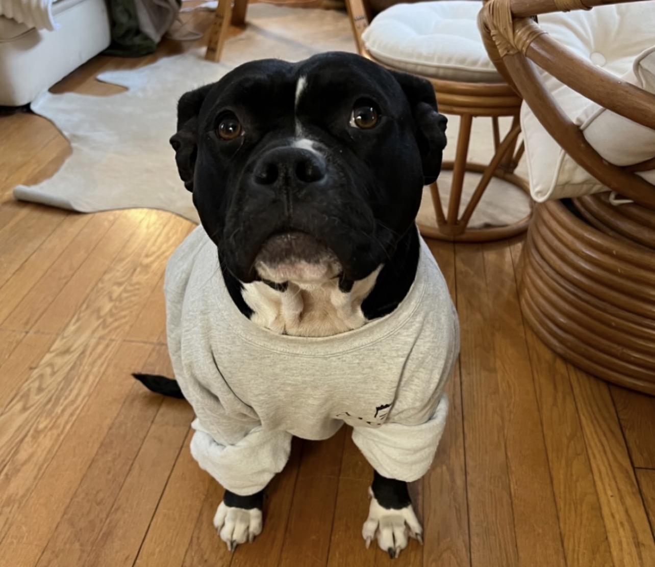 Enlarge Wednesday , a Adoptable mixed breed in Richmond, VA image 2/6