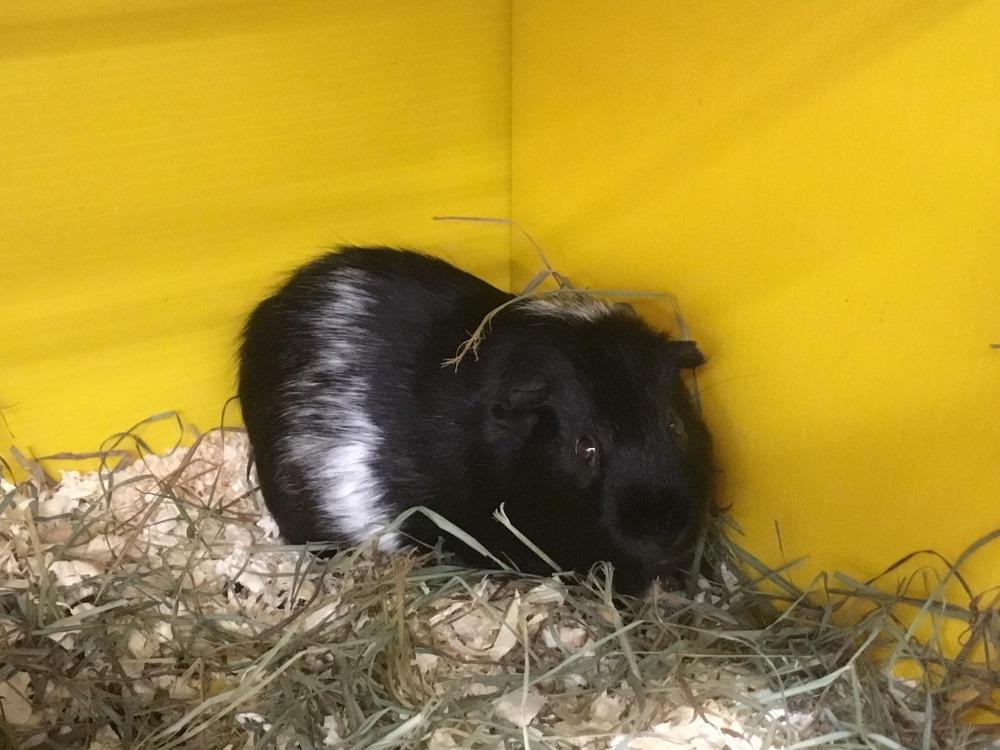 Enlarge Charston, a Adoptable Guinea Pig in San Diego, CA image 1/2