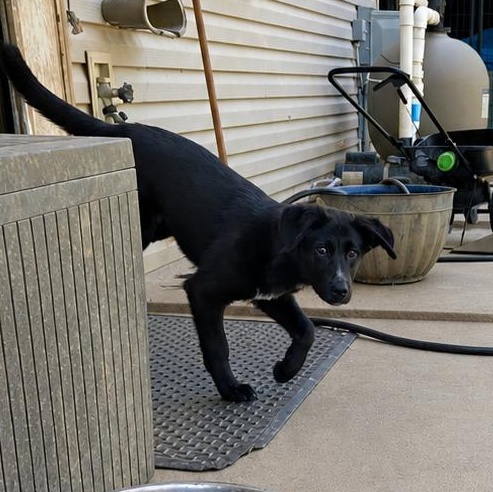 Enlarge Venus, a ADOPTABLE mixed breed in CLARKSVILLE, TN image 3/3