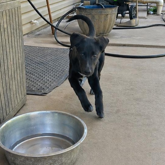 Enlarge Venus, a ADOPTABLE mixed breed in CLARKSVILLE, TN image 2/3