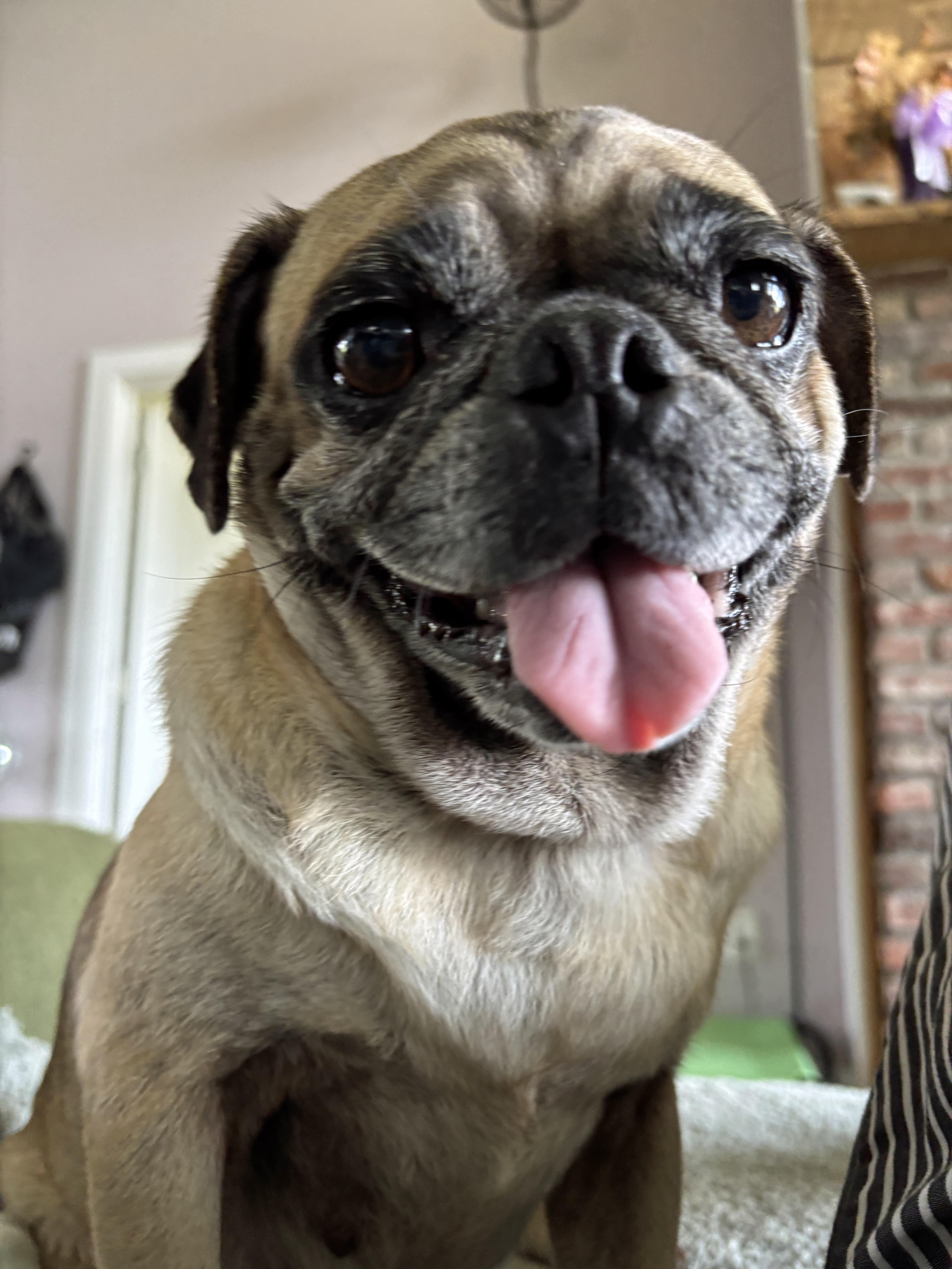 Enlarge Princess Pookie, a Adopted Pug in Marion, NC image 1/5